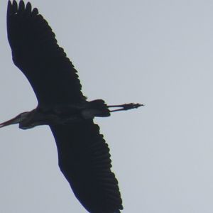 great blue heron