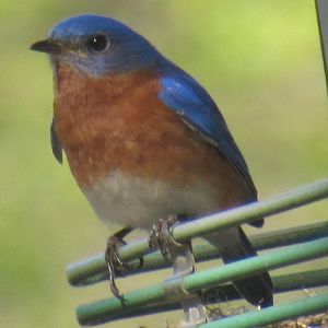 eastern blue bird