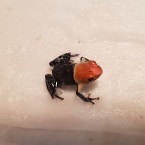 Ranitormeya fantasica