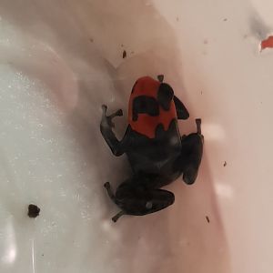 Ranitormeya benedicta