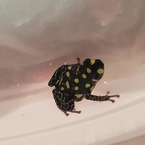 Ranitormeya vanzolinii