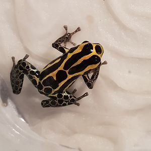 Ranitormeya ventrimaculata