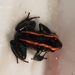 Phyllobates vittatus