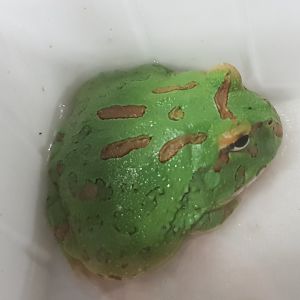 Ceratophrys cranwelli