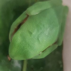 Agalychnis spurrelli