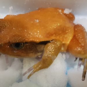 Dyscophus antongilii