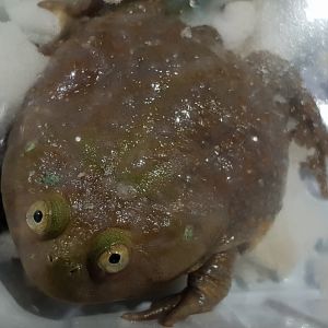 Lepidobatrachus leavis