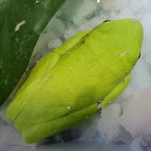 Agalychnis callidryas