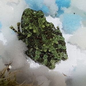 Theloderma corticale