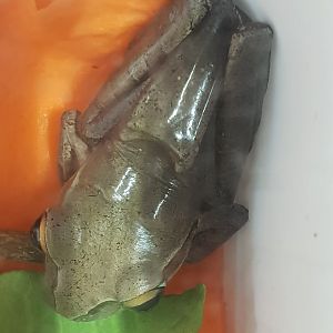 Boophis madagascariensis