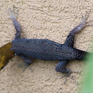 Yellow-headed Gecko - Mar 2019