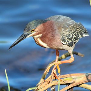 Green Heron - Mar 2019