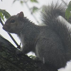 grey squirrel