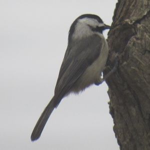 black capped chickadee