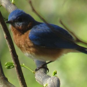 eastern blue bird