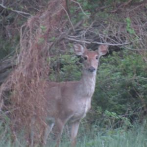 white tailed deer