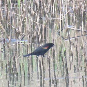 red winged black bird