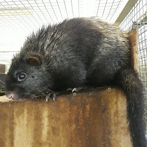 Panay cloudrunner (Crateromys heaneyi)