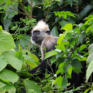 White-headed langur