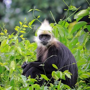 White-headed langur