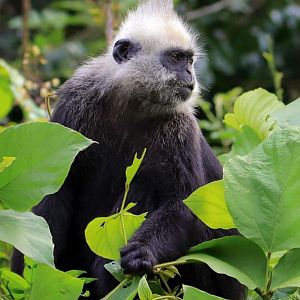 White-headed langur