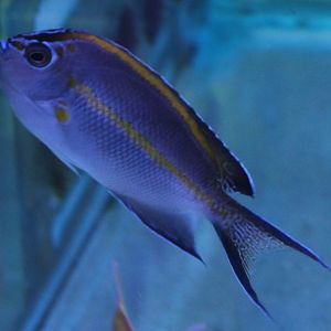 Ornate angelfish - Genicanthus bellus - female