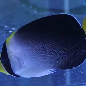 Vermiculated angelfish - Chaetodontoplus mesoleucus