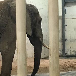 Elephant Pavilion - Sarah