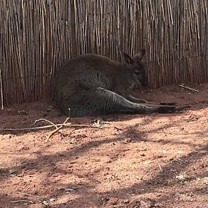 Bennett's Wallaby