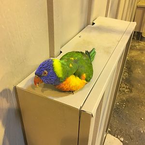 Rainbow Lorikeet