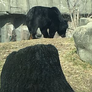 Asian Black Bear (first for me)