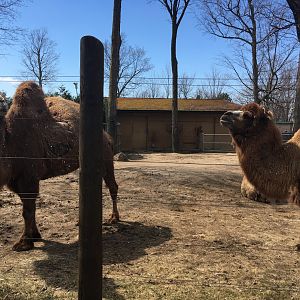 Bactrian Camels