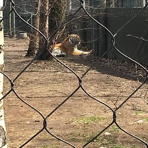 L'oeil du Tigre - Siberian Tiger