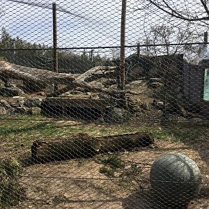 Amur Leopard Exhibit