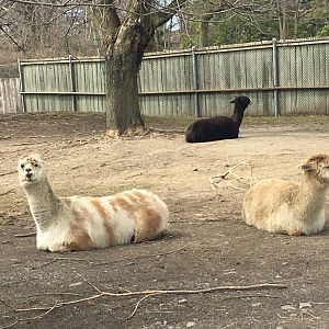 The Rare Asian Alpaca