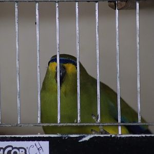 Blue-winged Parrot (Neophema chrysostoma)