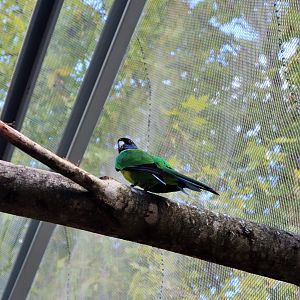 Port Lincoln Parrot (Barnardius zonarius zonarius)