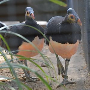 Maleo Pair