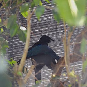 Superb Bird of Paradise