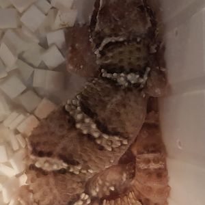 Hemidactylus triedrus