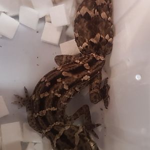 Tetratolopis fasciata