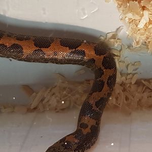 Gongylophis colubrinus loveridgei