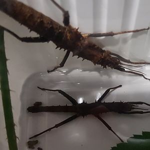 Tisanemus serratorius