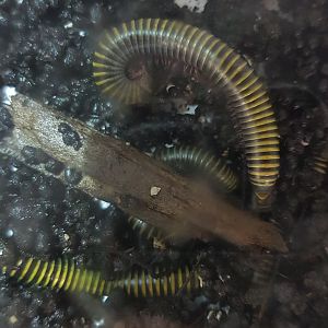Yellow-banded millipede - Anadenobolus monilicornis