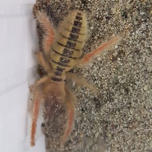 Sun spider - Galeodes species