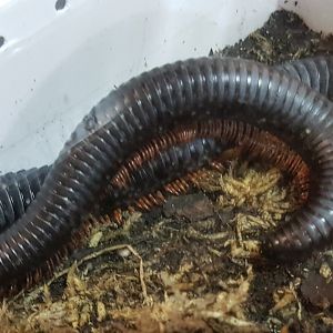 Giant black millipede - Mardonius parilis