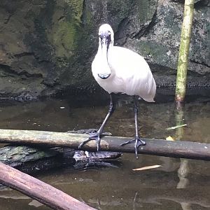 Royal Spoonbill