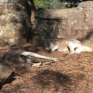 Red Kangaroo