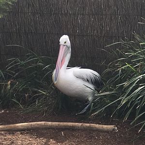 Australian Pelican