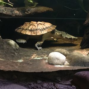 Mata Mata Turtle